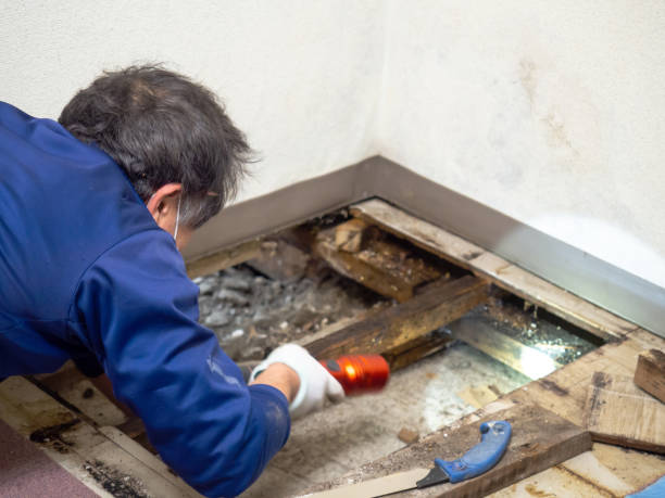 Best Water Damage Restoration  in Chesaning, MI