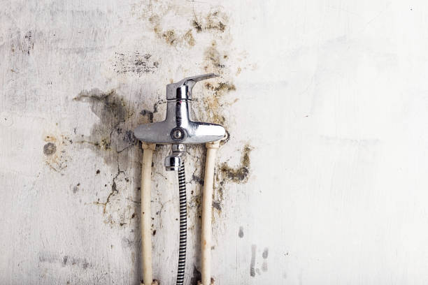 Best Mold Inspection  in Chesaning, MI