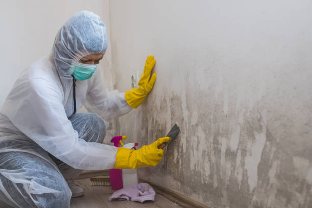 Best Toxic Mold Removal  in Chesaning, MI