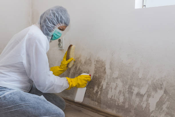 Best Mold Removal Company Near Me  in Chesaning, MI