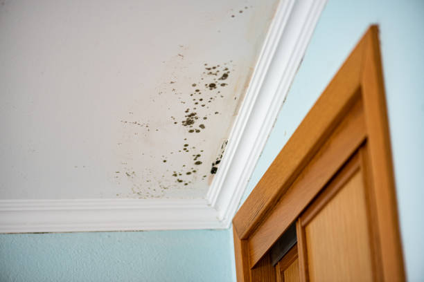 Best Mold Cleaning Services  in Chesaning, MI
