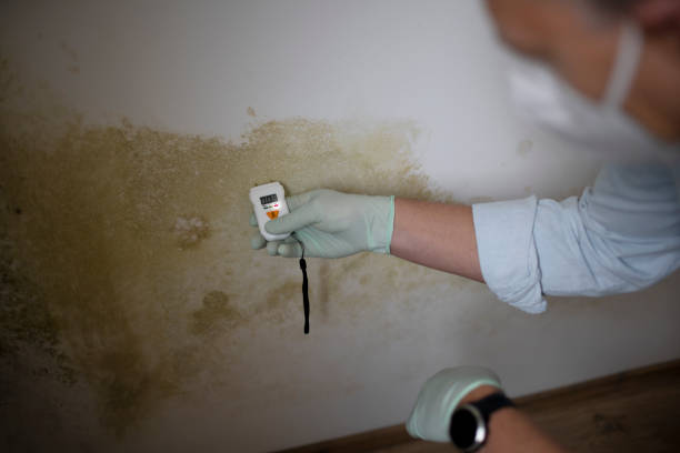 Best Emergency Mold Removal  in Chesaning, MI