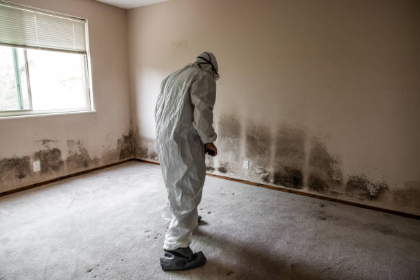 Best Fast Mold Removal  in Chesaning, MI