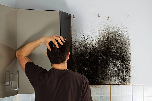 Best Emergency Mold Removal  in Chesaning, MI