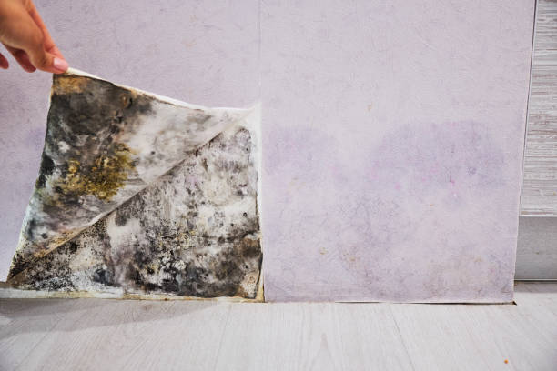 Best Mold Removal Company Near Me  in Chesaning, MI